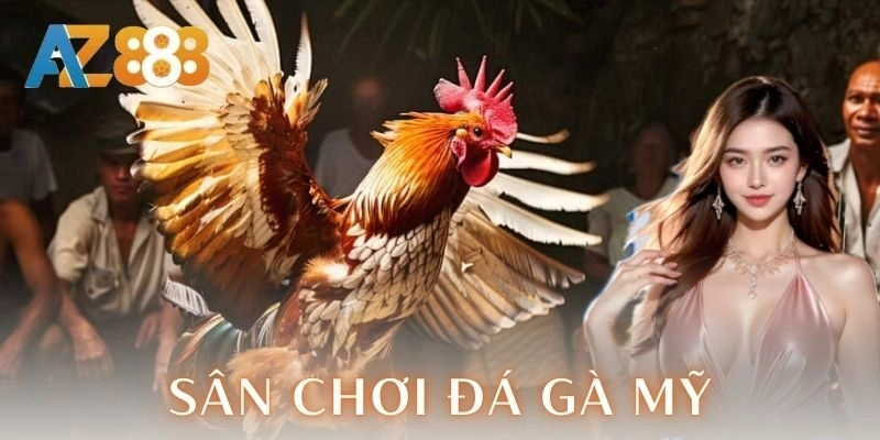 Giới thiệu về sân chơi đá gà Mỹ